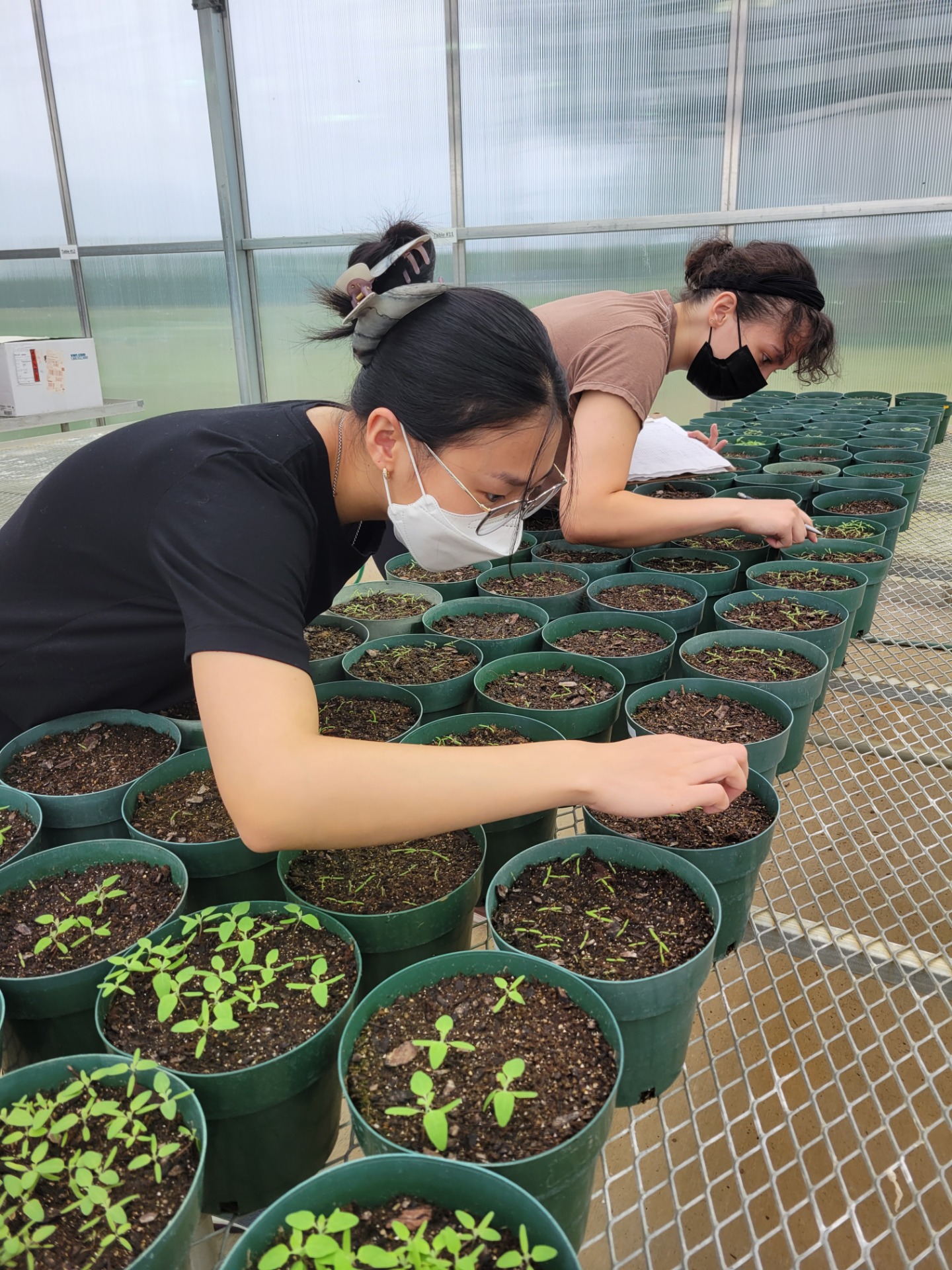 REUs Sally Song and Shoshannah Blasczak counting emergents