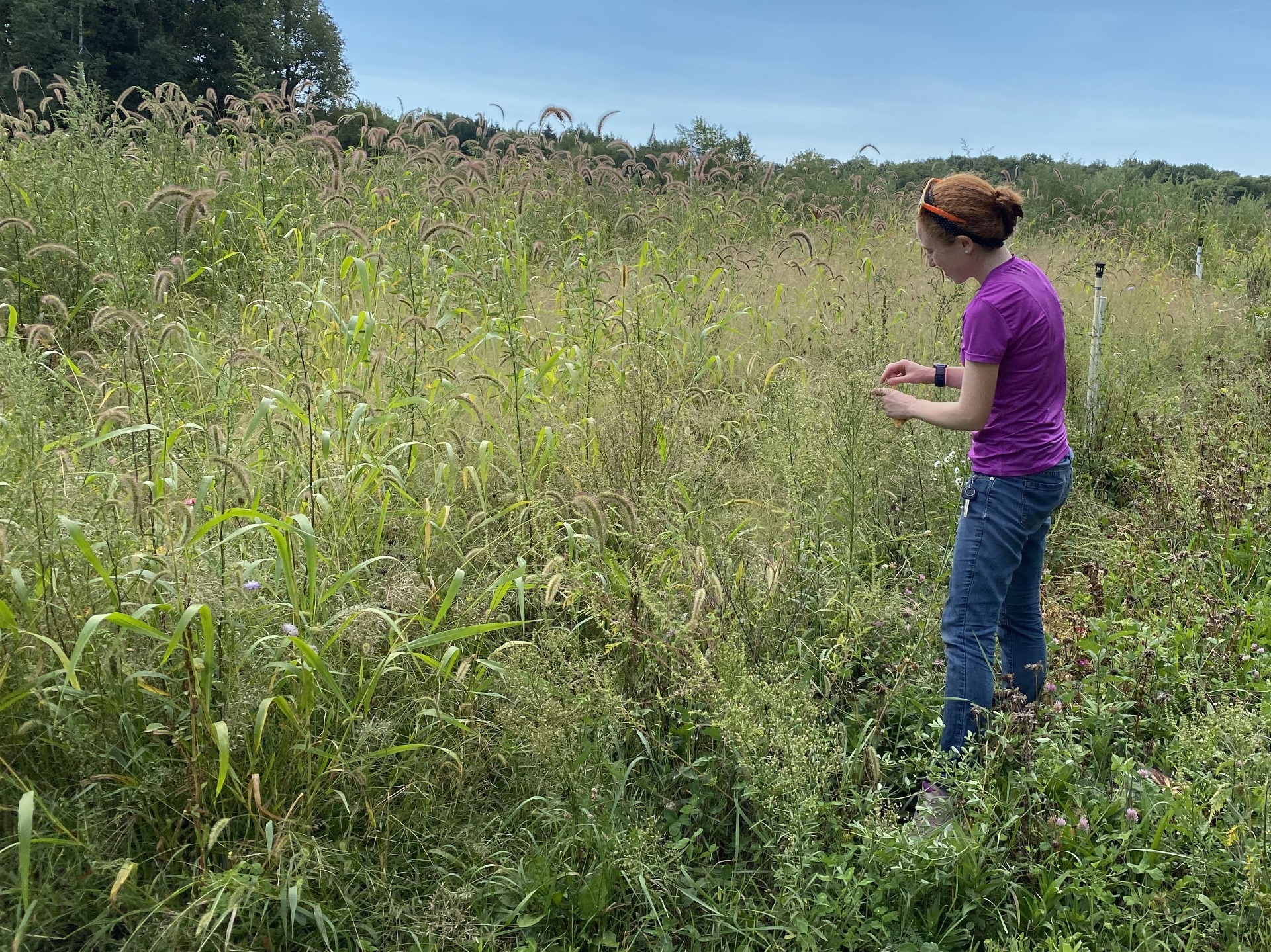 Robin collecting horseweed seeds from the field
